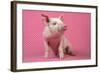 Piglet Sitting on Pink Spotty Blanket-null-Framed Photographic Print