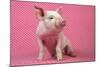 Piglet Sitting on Pink Spotty Blanket-null-Mounted Photographic Print