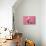 Piglet Sitting on Pink Spotty Blanket-null-Photographic Print displayed on a wall