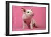 Piglet Sitting on Pink Spotty Blanket-null-Framed Photographic Print