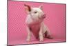 Piglet Sitting on Pink Spotty Blanket-null-Mounted Photographic Print