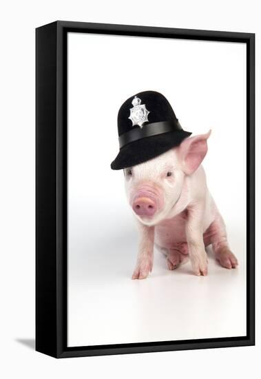 Piglet Sitting Wearing a Police Hat-null-Framed Stretched Canvas