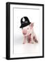 Piglet Sitting Wearing a Police Hat-null-Framed Photographic Print