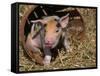 Piglet-Lynn M^ Stone-Framed Stretched Canvas