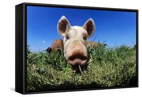 Piglet-Jeremy Walker-Framed Stretched Canvas