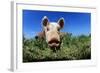 Piglet-Jeremy Walker-Framed Premium Photographic Print