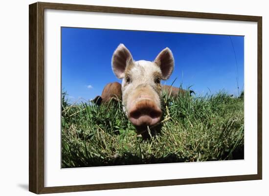 Piglet-Jeremy Walker-Framed Premium Photographic Print