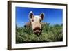 Piglet-Jeremy Walker-Framed Premium Photographic Print