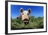 Piglet-Jeremy Walker-Framed Premium Photographic Print