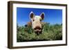 Piglet-Jeremy Walker-Framed Photographic Print