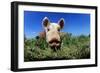 Piglet-Jeremy Walker-Framed Photographic Print