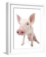 Piglet-null-Framed Photographic Print
