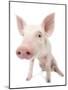 Piglet-null-Mounted Photographic Print