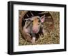 Piglet-Lynn M^ Stone-Framed Photographic Print