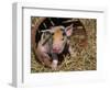 Piglet-Lynn M^ Stone-Framed Photographic Print