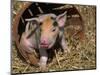 Piglet-Lynn M^ Stone-Mounted Photographic Print