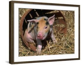 Piglet-Lynn M^ Stone-Framed Photographic Print