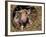 Piglet-Lynn M^ Stone-Framed Photographic Print