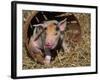 Piglet-Lynn M^ Stone-Framed Photographic Print