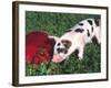 Piglet-Lynn M^ Stone-Framed Photographic Print