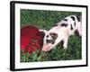 Piglet-Lynn M^ Stone-Framed Photographic Print