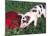 Piglet-Lynn M^ Stone-Mounted Photographic Print