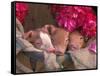 Piglets in Barrel with Flower-Lynn M^ Stone-Framed Stretched Canvas