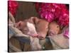 Piglets in Barrel with Flower-Lynn M^ Stone-Stretched Canvas