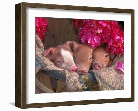 Piglets in Barrel with Flower-Lynn M^ Stone-Framed Premium Photographic Print