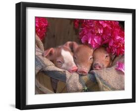 Piglets in Barrel with Flower-Lynn M^ Stone-Framed Premium Photographic Print