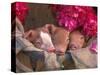Piglets in Barrel with Flower-Lynn M^ Stone-Stretched Canvas