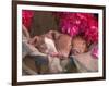 Piglets in Barrel with Flower-Lynn M^ Stone-Framed Photographic Print