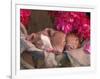 Piglets in Barrel with Flower-Lynn M^ Stone-Framed Photographic Print