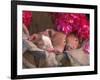 Piglets in Barrel with Flower-Lynn M^ Stone-Framed Photographic Print