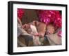 Piglets in Barrel with Flower-Lynn M^ Stone-Framed Photographic Print
