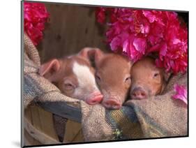 Piglets in Barrel with Flower-Lynn M^ Stone-Mounted Photographic Print