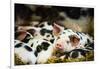 Piglets in Gloucestershire, England, United Kingdom, Europe-John Alexander-Framed Premium Photographic Print