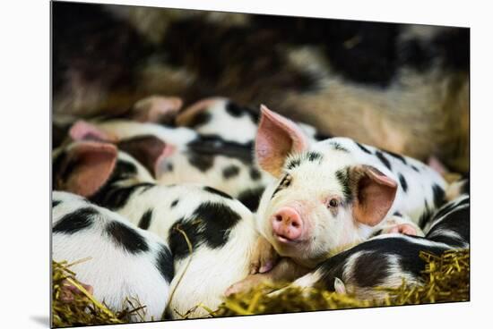 Piglets in Gloucestershire, England, United Kingdom, Europe-John Alexander-Mounted Premium Photographic Print