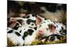 Piglets in Gloucestershire, England, United Kingdom, Europe-John Alexander-Mounted Premium Photographic Print