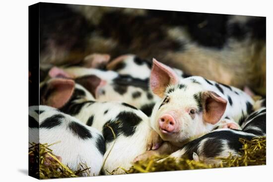 Piglets in Gloucestershire, England, United Kingdom, Europe-John Alexander-Stretched Canvas