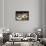 Piglets in Gloucestershire, England, United Kingdom, Europe-John Alexander-Framed Stretched Canvas displayed on a wall