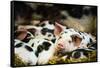 Piglets in Gloucestershire, England, United Kingdom, Europe-John Alexander-Framed Stretched Canvas