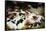 Piglets in Gloucestershire, England, United Kingdom, Europe-John Alexander-Framed Stretched Canvas