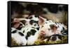 Piglets in Gloucestershire, England, United Kingdom, Europe-John Alexander-Framed Stretched Canvas