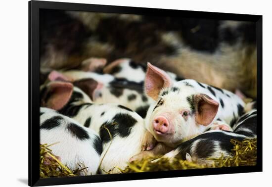 Piglets in Gloucestershire, England, United Kingdom, Europe-John Alexander-Framed Photographic Print