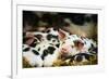 Piglets in Gloucestershire, England, United Kingdom, Europe-John Alexander-Framed Photographic Print