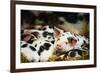 Piglets in Gloucestershire, England, United Kingdom, Europe-John Alexander-Framed Photographic Print