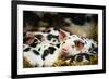 Piglets in Gloucestershire, England, United Kingdom, Europe-John Alexander-Framed Photographic Print