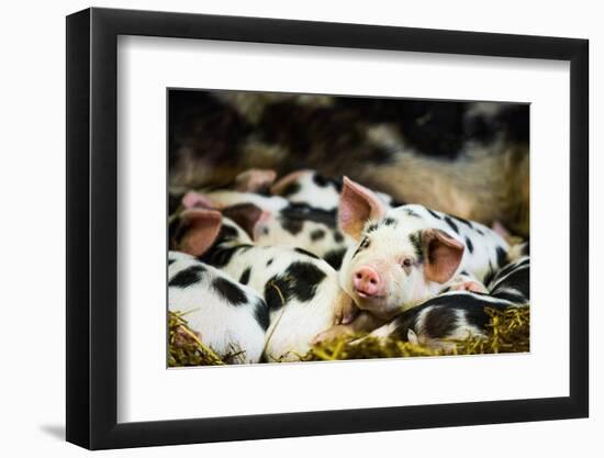 Piglets in Gloucestershire, England, United Kingdom, Europe-John Alexander-Framed Photographic Print