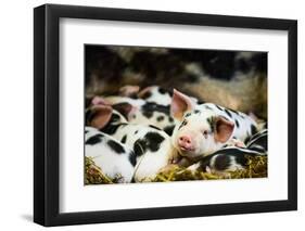 Piglets in Gloucestershire, England, United Kingdom, Europe-John Alexander-Framed Photographic Print